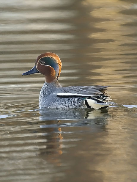 Tavi, Common Teal, Anas crecca